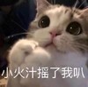 萌宠 猫星人 摇了我吧 呆萌 可爱