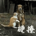 撩妹 猫 狗