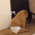 生气 闷气 猫