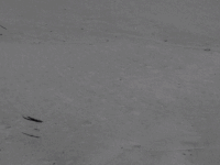 海滩 gif 黑白 自然 沙滩beach nature