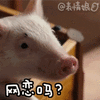 猪猪 可爱 萌萌哒 网恋吗