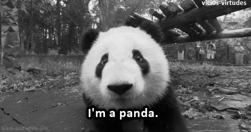 熊猫 萌化了 小雨 天然呆 动物 panda