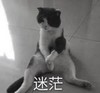 萌宠 猫星人 迷茫 无奈 呆萌 可爱