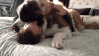 狗狗 帅哥 趴床上 搞笑