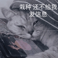 萌宠 猫咪 猫 喵星人 栽种还不给我发信息 生气