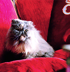 猫 沙发 红色沙发