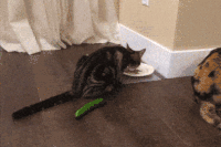 猫 饿 黄瓜