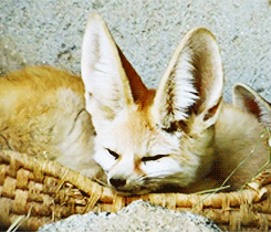 狐狸 动物 睡觉 舔