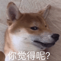 觉得 柴犬