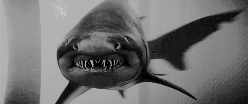 鲨鱼 shark 血盆大口 张嘴