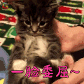 萌宠 一脸委屈 猫 喵星人 soogif soogif出品