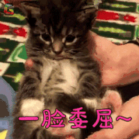 萌宠 一脸委屈 猫 喵星人 soogif soogif出品