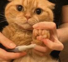 猫咪 小黄 可爱 剪指甲