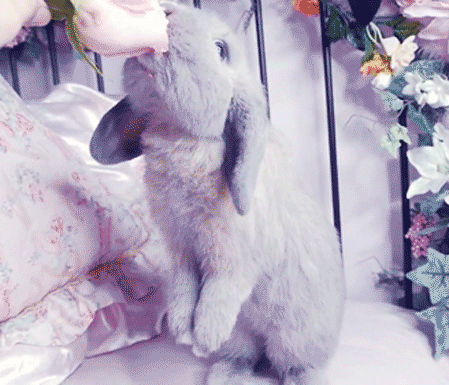 兔子 大耳朵 可爱 毛茸茸
