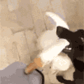 动物 二哈 鸭子 搞笑