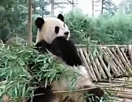 熊猫 吃竹子 可爱 胃口好