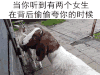 羊 害羞 得意忘形