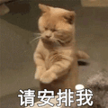 猫 安排