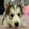 狗狗 可爱 哈士奇 趴地上