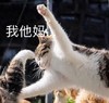 萌宠 喵星人 我他妈 真想揍你 淘气 可爱