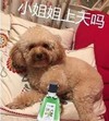 小姐姐上天吗 可爱 风油精 恶搞 小泰迪