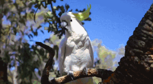 动物 可爱 树 澳大利亚 纪录片 萌 葵花鹦鹉 阳光 鸟