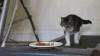 猫咪 跑步机 食物 搞笑