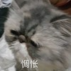 萌宠 猫星人 惆怅 难受 搞怪 呆萌