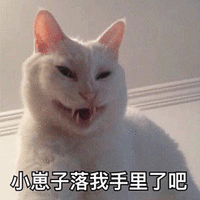 小崽子 猫 生气 可爱 呆萌