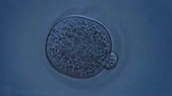 生物学 细胞寿命 吞噬 观察