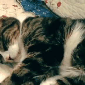 猫猫 睡觉 警觉 多睡一会