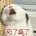 猫 死了 算了