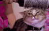萌宠 猫 美容