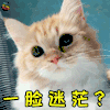 萌宠 猫咪 猫 蒙圈 一脸迷茫 soogif soogif出品