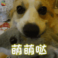 萌宠 狗 汪星人 萌萌哒 soogif soogif出品