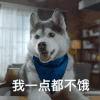 萌宠 汪星人 我一点都不饿 流口水 搞怪 逗