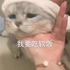 萌宠 猫星人 我要吃软饭 无奈 呆萌 搞怪