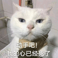 猫 心 死了 已经