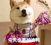萌宠 汪星人 今天也要加油鸭 加油 呆萌 可爱