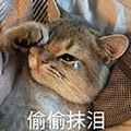 猫 萌宠 偷偷抹泪 伤心