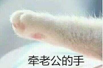 猫爪 牵老公的手 搞笑 斗图