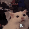 萌宠 猫星人 啊 不满 呆萌 可爱