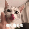 萌宠 猫 猫咪 喵星人 略略略 搞怪