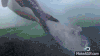 企鹅 penguin 冰川