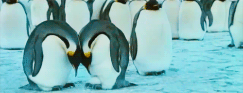 企鹅 penguin 依偎  温馨