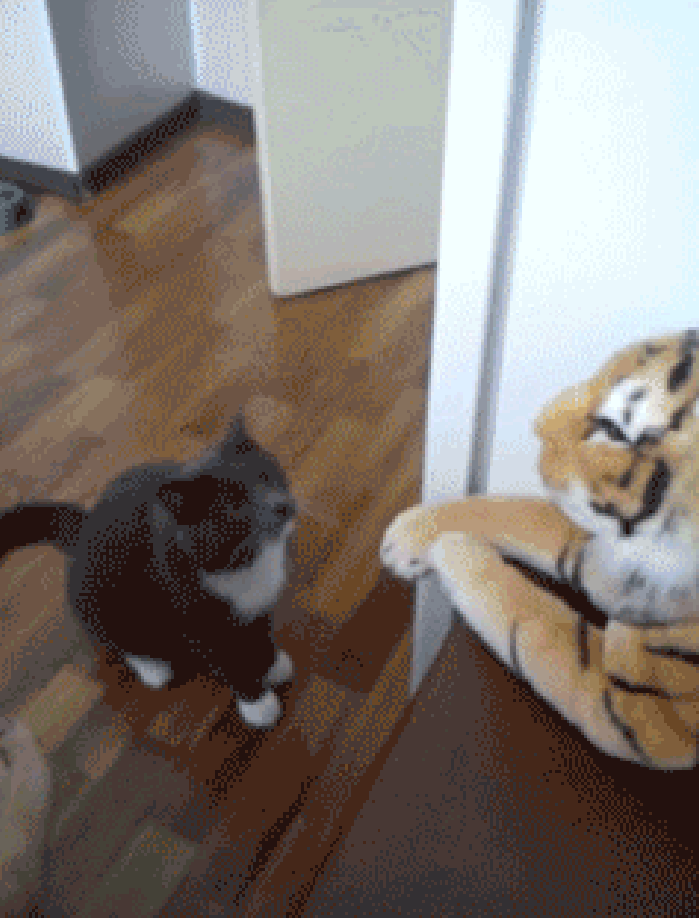 小猫 老虎 爪子 打人