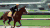赛马 horse racing 骑马 赌马