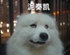 萨摩 可爱 卖萌 泥奏凯