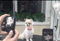 小狗 聪明 卖萌 拍照
