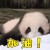 赞 good 萌宠 熊猫 加油 棒